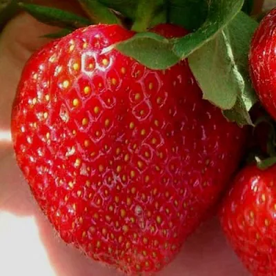 Клубника МАГНУС  Клубника МАГНУС в Ставрополе