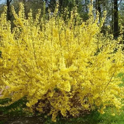 Форзиция ФОРЧУНА  Форзиция ФОРЧУНА в Ставрополе