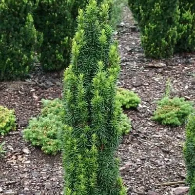 Тис ВОЙТЕК средний  в Ставрополе