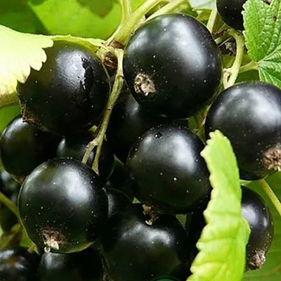 Смородина черная ЭБОНИ  Смородина черная ЭБОНИ в Ставрополе