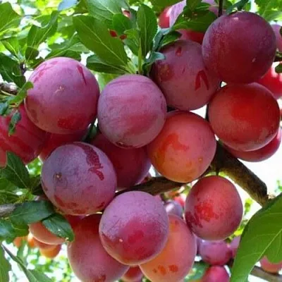 Слива НЕКТАРИННАЯ АРОМАТНАЯ  Слива НЕКТАРИННАЯ АРОМАТНАЯ в Ставрополе