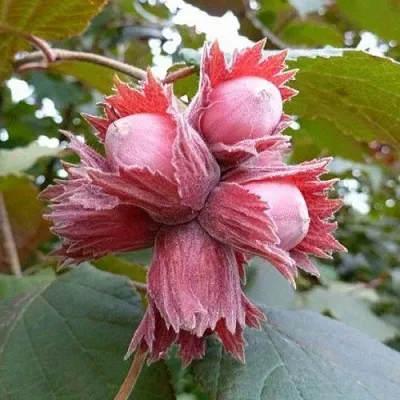 Фундук СКАРЛЕТТ  Фундук СКАРЛЕТТ в Ставрополе