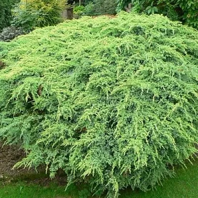 Можжевельник ХОЛГЕР чешуйчатый  Можжевельник ХОЛГЕР чешуйчатый в Ставрополе