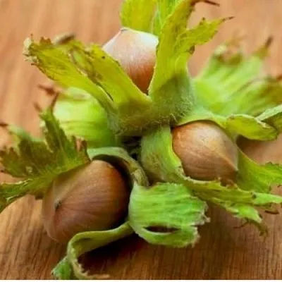 Фундук ГИГАНТ ТАМБОВСКИЙ  Фундук ГИГАНТ ТАМБОВСКИЙ в Ставрополе