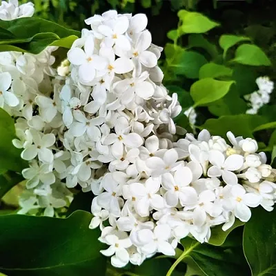 Сирень МАЛЕНЬКИЙ ПРИНЦ в Ставрополе