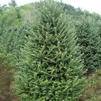 Пихта ФРАЗЕРА  Пихта ФРАЗЕРА в Ставрополе