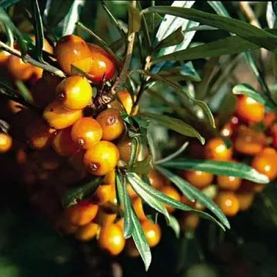 Облепиха ДАР КАЗАКОВУ в Ставрополе