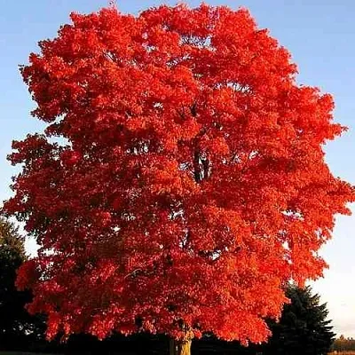 Дуб красный   Дуб красный  в Ставрополе