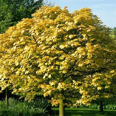 Клен ложноплатановый  Клен ложноплатановый в Ставрополе