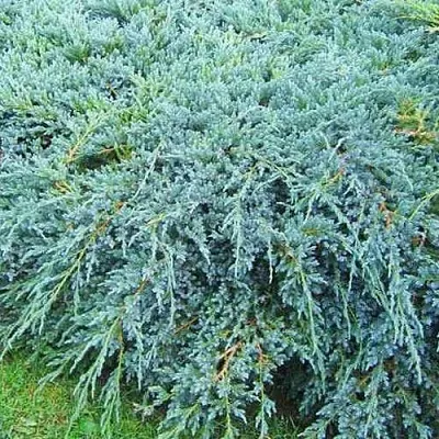 Можжевельник БЛЮ КАРПЕТ чешуйчатый  Можжевельник БЛЮ КАРПЕТ чешуйчатый в Ставрополе