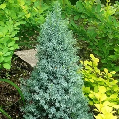 Ель КОНИКА сизая  Ель КОНИКА сизая в Ставрополе