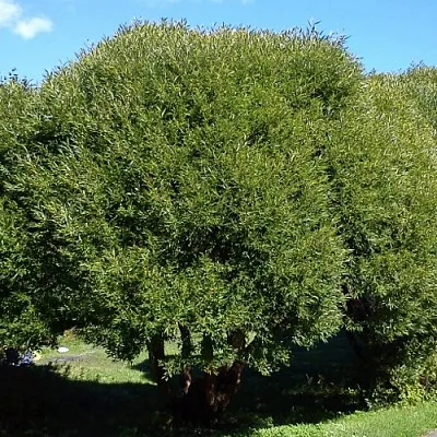 Ива ломкая   Ива ломкая  в Ставрополе