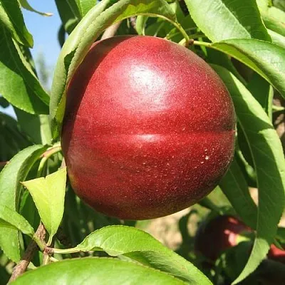 Нектарин ФАНТАЗИЯ  Нектарин ФАНТАЗИЯ в Ставрополе