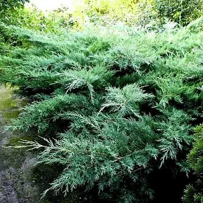 Можжевельник ПФИТЦЕРИАНА ГЛАУКА средний  Можжевельник ПФИТЦЕРИАНА ГЛАУКА средний в Ставрополе