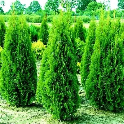 Туя ВИДМАНТ западная  Туя ВИДМАНТ западная в Ставрополе