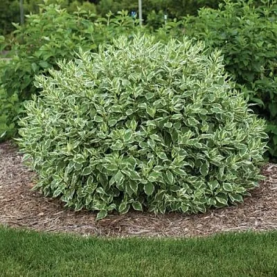 Дерен ЭЛЕГАНТИССИМА белый в Ставрополе