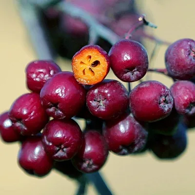 Рябина сладкоплодная в Ставрополе