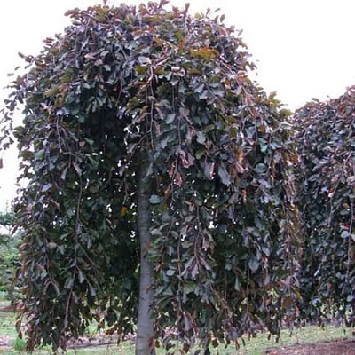 Бук  Бук в Ставрополе