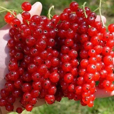 Смородина красная РЕД ПУЛ  Смородина красная РЕД ПУЛ в Ставрополе