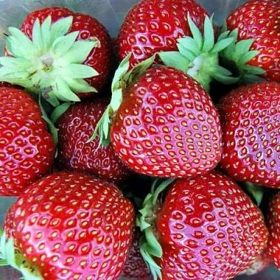 Клубника МАЛЬВИНА  Клубника МАЛЬВИНА в Ставрополе