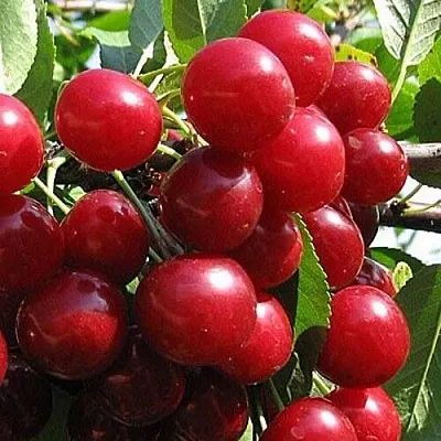 Вишня ГЛУБОКСКАЯ в Ставрополе