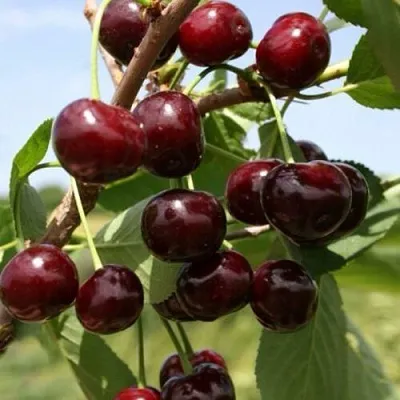 Вишня ГРИОТ БЕЛОРУССКИЙ в Ставрополе