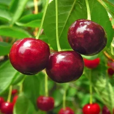 Вишня УЙФЕХЕРТОЙ ФЮРТОШ в Ставрополе