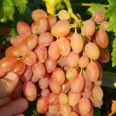 Виноград КИШМИШ ЛУЧИСТЫЙ  Виноград КИШМИШ ЛУЧИСТЫЙ в Ставрополе