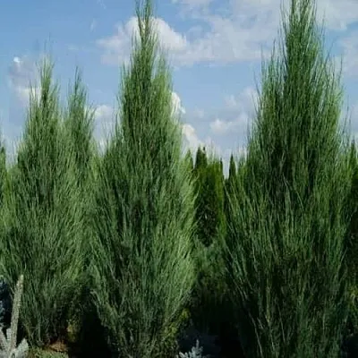 Можжевельник СКАЙРОКЕТ скальный  Можжевельник СКАЙРОКЕТ скальный в Ставрополе