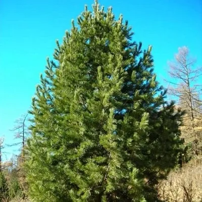 Сосна кедровая сибирская  Сосна кедровая сибирская в Ставрополе