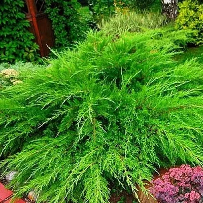 Можжевельник МИНТ ДЖУЛЕП средний  Можжевельник средний Mint Julep (МИНТ ДЖУЛЕП) в Ставрополе