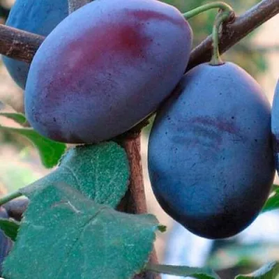 Слива СМОЛИНКА  Слива СМОЛИНКА в Ставрополе