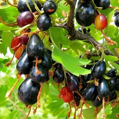 Смородина золотистая БОКАЛИНСКАЯ  Смородина золотистая БОКАЛИНСКАЯ в Ставрополе