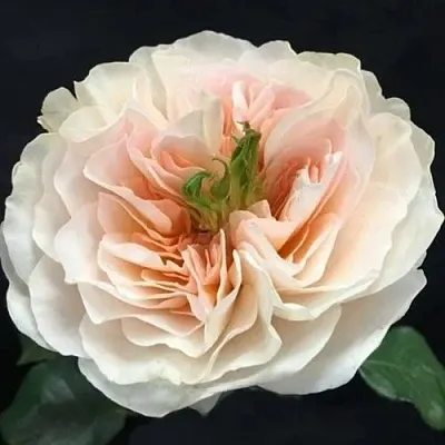 Саженцы роз ЧАРИТИ английская  Саженцы роз ЧАРИТИ английская в Ставрополе