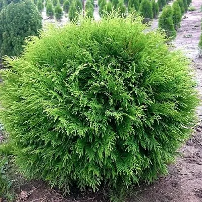 Туя ЛИТЛ ЧЕМПИОН западная  Туя ЛИТЛ ЧЕМПИОН западная в Ставрополе