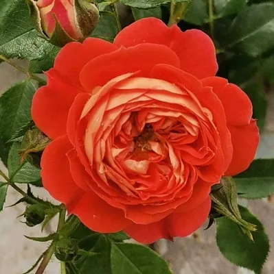 Саженцы роз СТАРЛЕТ РОУЗ КАРМЕН плетистая  Саженцы роз СТАРЛЕТ РОУЗ КАРМЕН плетистая в Ставрополе