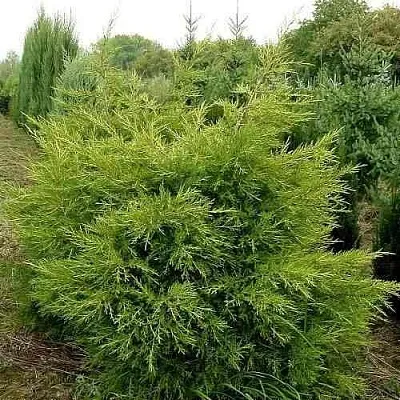 Можжевельник КУРИВАО ГОЛД китайский  Можжевельник КУРИВАО ГОЛД китайский в Ставрополе
