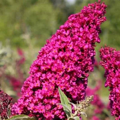 Буддлея давида РОЯЛ РЕД  Буддлея давида РОЯЛ РЕД в Ставрополе