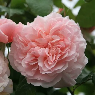 Саженцы роз РОЗ ДЕ ТОЛБИАК плетистая  Саженцы роз РОЗ ДЕ ТОЛБИАК плетистая в Ставрополе