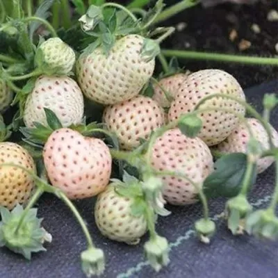 Клубника АНАНАСА ремонтантная в Ставрополе