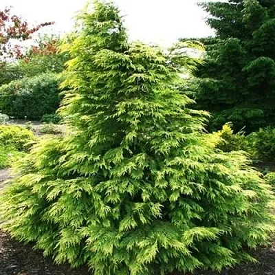 Кипарисовик САНКИСТ лавсона  Кипарисовик САНКИСТ лавсона в Ставрополе