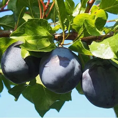 Слива ВОЛАТ  Слива ВОЛАТ в Ставрополе