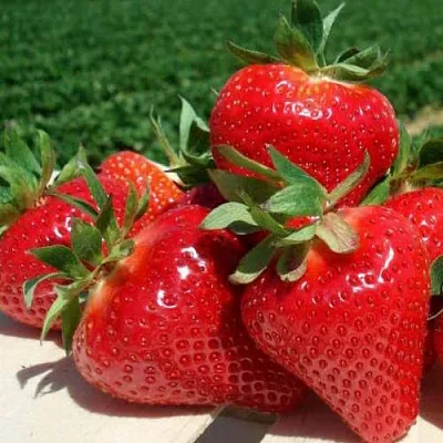 Клубника ДЖОЛИ  Клубника ДЖОЛИ в Ставрополе