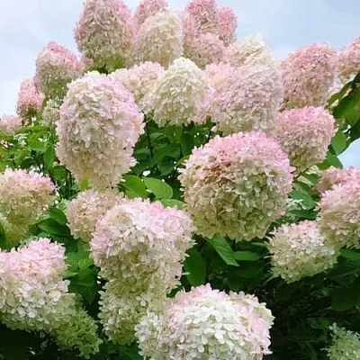 Гортензия ГРАНДИФЛОРА метельчатая  Гортензия ГРАНДИФЛОРА метельчатая в Ставрополе