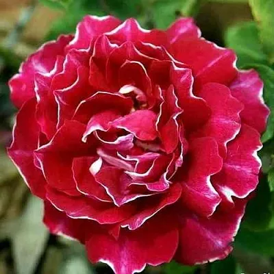 Саженцы роз БАРОН ЖИРО ДЕ ЛЕН ремонтантная  Саженцы роз БАРОН ЖИРО ДЕ ЛЕН ремонтантная в Ставрополе