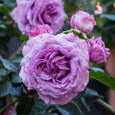 Саженцы роз СИЛЬВЕР КВИК плетистая в Ставрополе