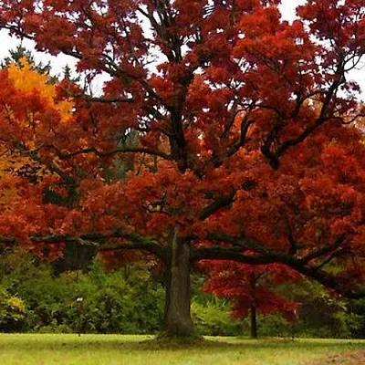 Дуб  Дуб в Ставрополе