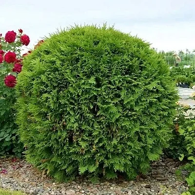 Туя ВУДВАРДИ западная  Туя ВУДВАРДИ западная в Ставрополе