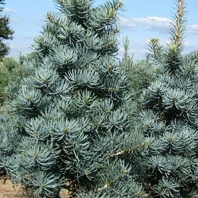 Пихта КОНКОЛОР  Пихта КОНКОЛОР в Ставрополе