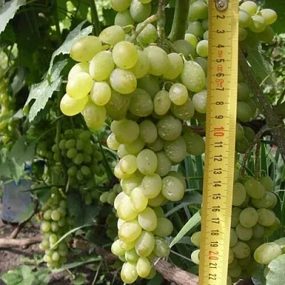 Виноград АНАНАСНЫЙ РАННИЙ  Виноград АНАНАСНЫЙ РАННИЙ в Ставрополе